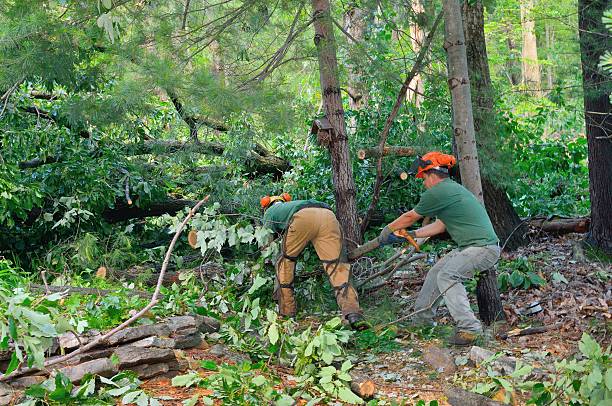 Best Hazardous Tree Removal  in USA